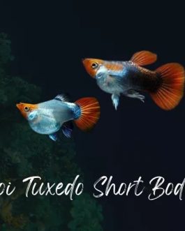 Koi tuxedo short body guppy pair