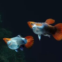 Koi tuxedo short body guppy pair