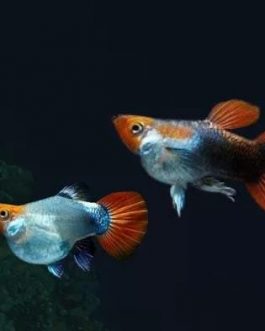 Koi tuxedo short body guppy pair