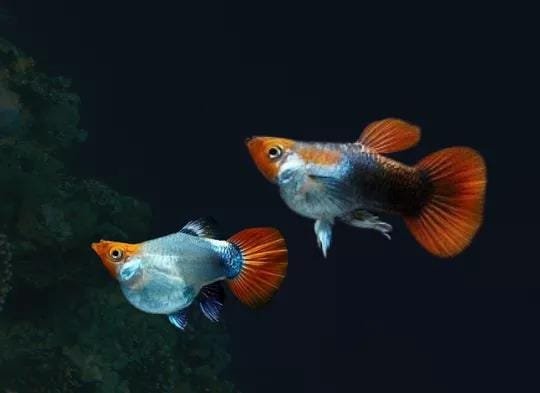 Koi tuxedo short body guppy pair - Image 2