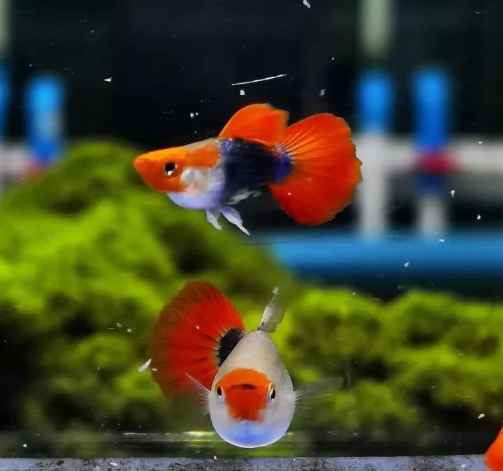 Koi tuxedo short body guppy pair - Image 4