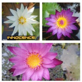 Innocence, lindsy wood, chombu meamu waterliy combo (3 plants)