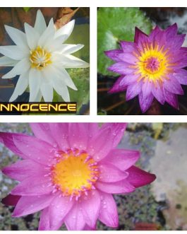 Innocence, lindsy wood, chombu meamu waterliy combo (3 plants)