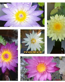 Micrantha blue, lindsy wood, innocence, puttaraksha, chombu meamu waterlily combo (5 plants)