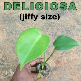 Monstera Deliciosa (jiffy plant)