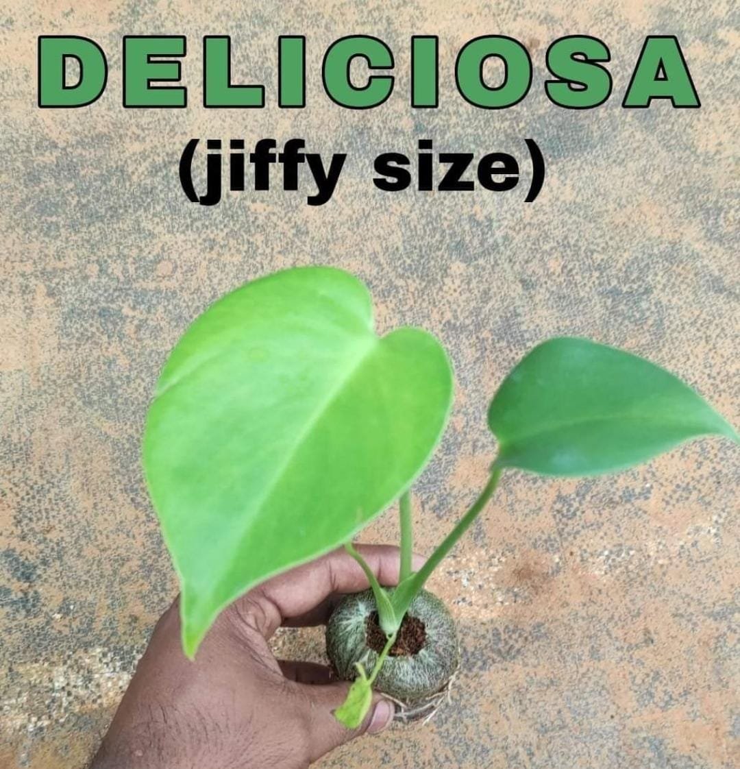 Monstera Deliciosa (jiffy plant) - Image 2