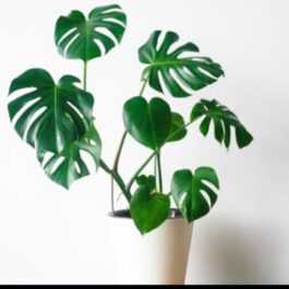 Monstera Deliciosa (jiffy plant)