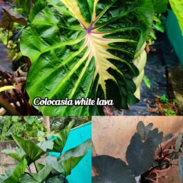 Colocasia combo ( 3 plants /tubers)