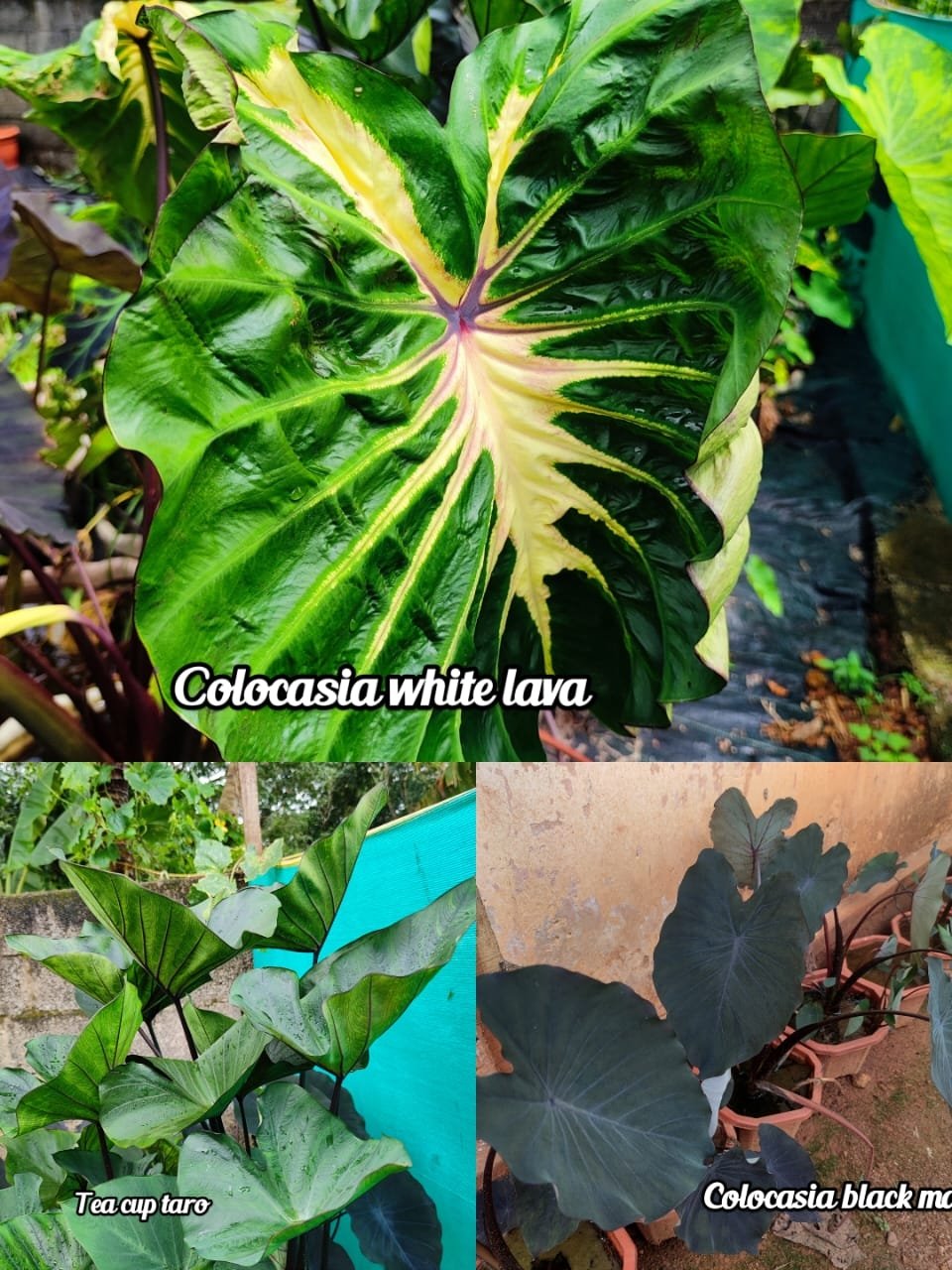 Colocasia combo ( 3 plants /tubers)