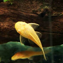 Albino Bristlenose pleco (4 pcs)