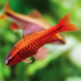 Cherry barb (4 pcs)
