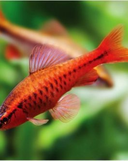 Cherry barb (10 pcs)