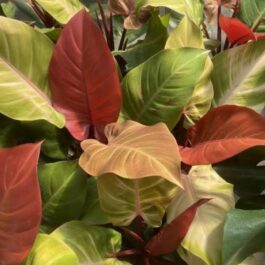 Philodendron McColley’s Finale (small sized plant)