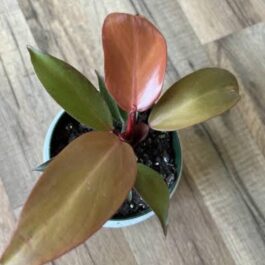 Philodendron McColley’s Finale (small sized plant)