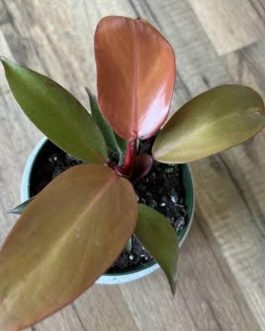 Philodendron McColley’s Finale (small sized plant)