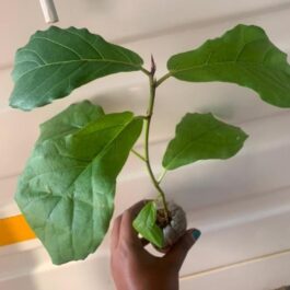 Fiddle leaf fig (small plant)