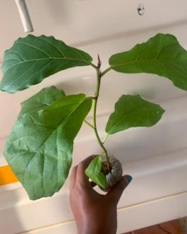 Fiddle leaf fig (small plant)
