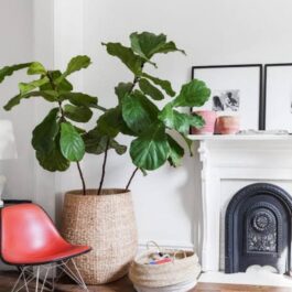 Fiddle leaf fig (small plant)