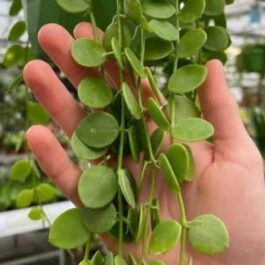 String of nickles (single plant)