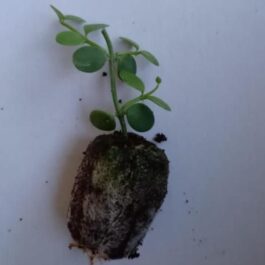 String of nickles (single plant)