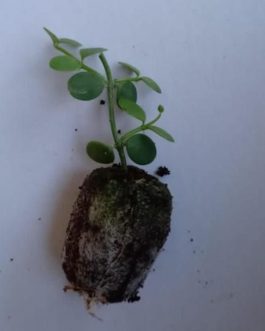 String of nickles (single plant)