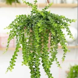 String of millions (single plant)