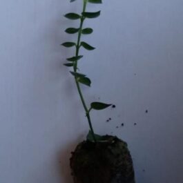 String of millions (single plant)