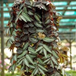 Watermelon begonia (single plant)