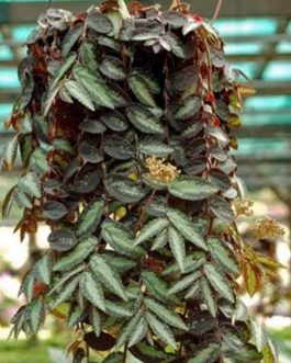 Watermelon begonia (single plant)