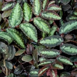 Watermelon begonia (single plant)