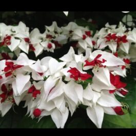 Bleeding heart vine (single plant)
