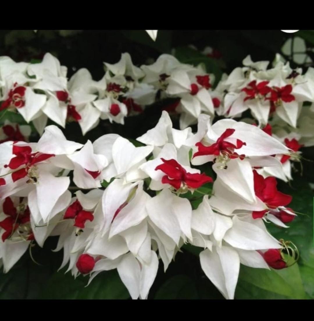 Bleeding heart vine (single plant) - Image 2