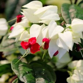 Bleeding heart vine (single plant)