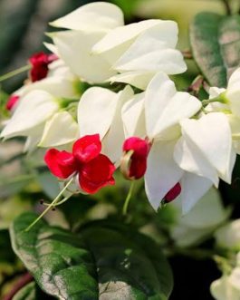 Bleeding heart vine (single plant)