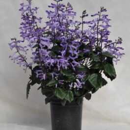 Mona lavender/ Plectranthus blue (single plant)