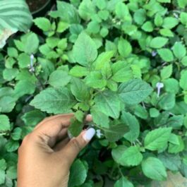 Mona lavender/ Plectranthus blue (single plant)