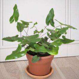 Heart Fern /Hemionitis arifolia (single plant)