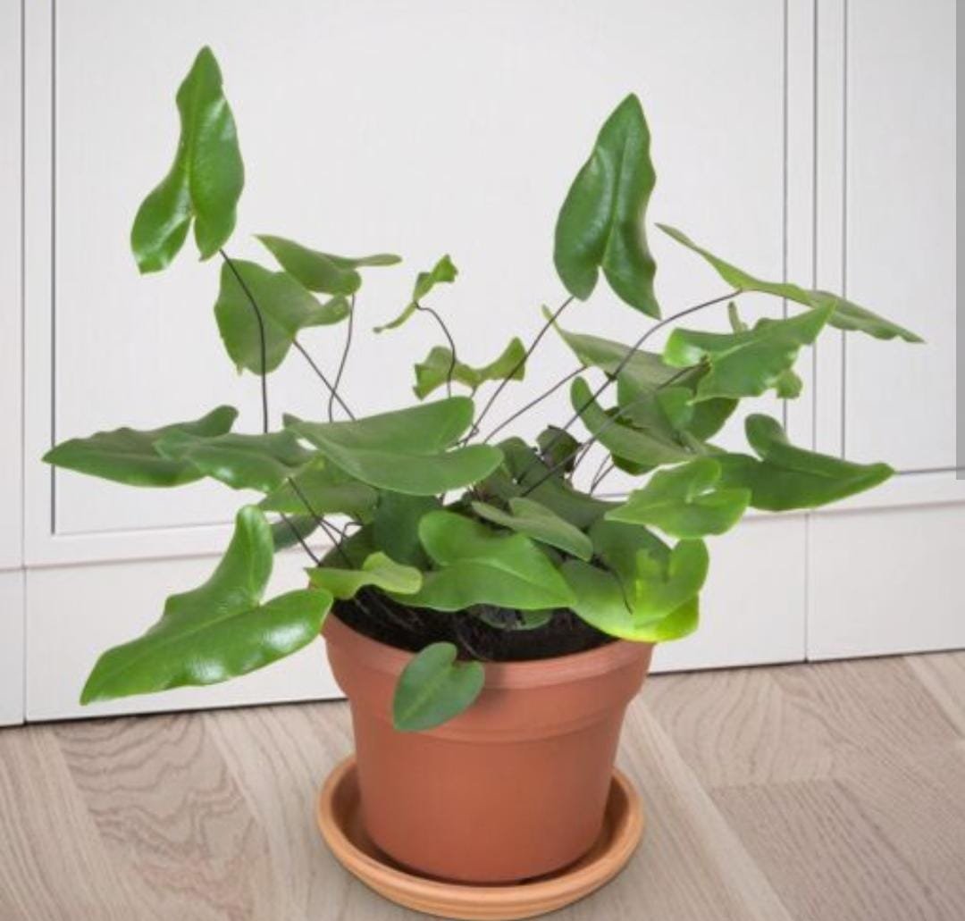 Heart Fern /Hemionitis arifolia (single plant) - Image 2