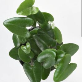 Heart Fern /Hemionitis arifolia (single plant)