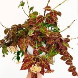 Hoya Obscura Sunrise (small jiffy rooted plant)