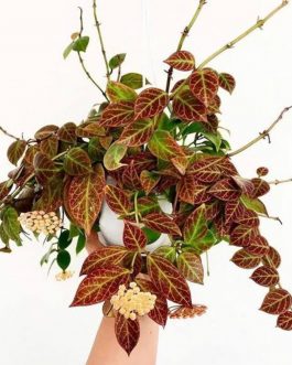 Hoya Obscura Sunrise (small jiffy rooted plant)