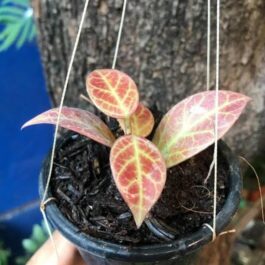 Hoya Obscura Sunrise (small jiffy rooted plant)