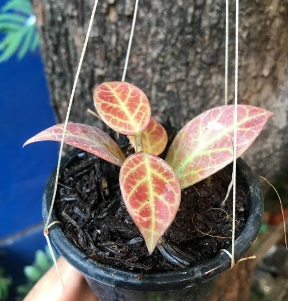 Hoya Obscura Sunrise (small jiffy rooted plant) - Image 2