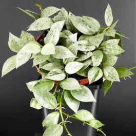 Hoya Krohniana Eskimo (small sized rooted jiffy plant)