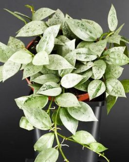 Hoya Krohniana Eskimo (small sized rooted jiffy plant)