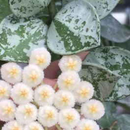 Hoya Krohniana Eskimo (small sized rooted jiffy plant)