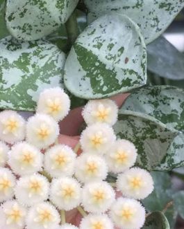 Hoya Krohniana Eskimo (small sized rooted jiffy plant)