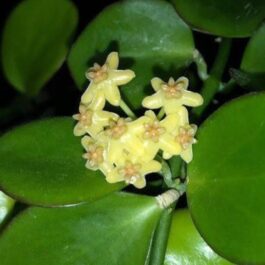 Hoya Biakensis (small sized rooted jiffy plant)