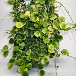 Hoya Biakensis (small sized rooted jiffy plant)