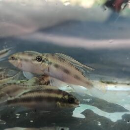 Rainbow Kribensis ( 4 pcs)